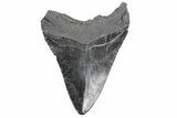 Fossil Megalodon Tooth - South Carolina #362578-1